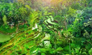 Tarasy ryżowe na Bali, Indonezja. Zielone pola ryżowe, palmy i bujna roślinność. To miejsce odzwierciedla głęboko zakorzenioną indonezyjską religię i tradycje.