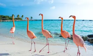 Różowe flamingi spacerują po piaszczystej plaży na wyspie Aruba. Błękitna woda i palmy tworzą rajski krajobraz.