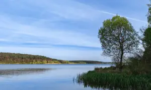 Spokojne **jezioro Chańcza** otoczone lasem, z samotnym drzewem na brzegu i błękitnym niebem z chmurami.