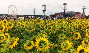 Pole słoneczników przed sceną festiwalową Woodstock. W tle wesołe miasteczko i tłum ludzi.