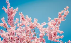 Delikatne różowe kwiaty wiśni rozkwitają na tle błękitnego nieba, przypominając o pięknie, gdy kwitną wiśnie w Japonii.