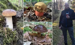 Gdzie na grzyby Szczecin? Odkryj najlepsze miejsca na grzybobranie