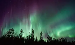 Niesamowite zielono-fioletowe pasma zorzy polarnej nad ciemnym lasem. To właśnie tam, w północnych rejonach, można podziwiać to zjawisko.