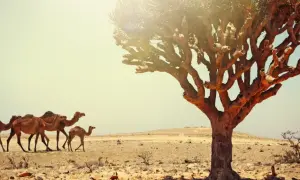Oman kiedy jechać: najlepszy czas na niezapomniane wakacje