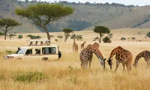 Niesamowite **kenia safari**: żyrafy pasące się na sawannie, a w tle samochód terenowy z turystami.
