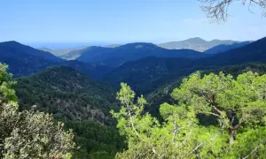 Malowniczy widok na góry Troodos, porośnięte sosnami i drzewami oliwnymi, z błękitnym niebem w tle.