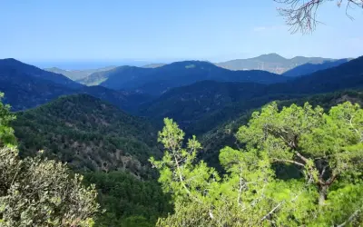 Malowniczy widok na góry Troodos, porośnięte sosnami i drzewami oliwnymi, z błękitnym niebem w tle.