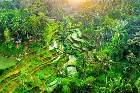 Tarasy ryżowe na Bali, Indonezja. Zielone pola ryżowe, palmy i bujna roślinność. To miejsce odzwierciedla głęboko zakorzenioną indonezyjską religię i tradycje.