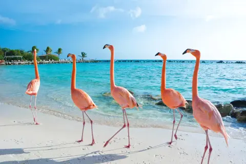 Różowe flamingi spacerują po piaszczystej plaży na wyspie Aruba. Błękitna woda i palmy tworzą rajski krajobraz.