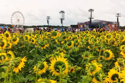Pole słoneczników przed sceną festiwalową Woodstock. W tle wesołe miasteczko i tłum ludzi.