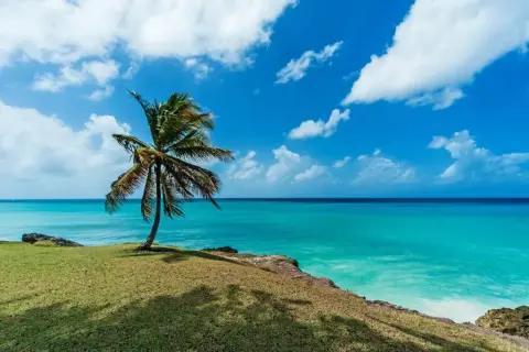 Idealne Barbados wakacje: samotna palma na zielonym klifie, turkusowe morze i błękitne niebo z chmurami.