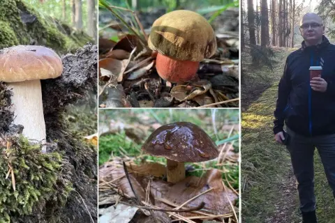 Gdzie na grzyby Szczecin? Odkryj najlepsze miejsca na grzybobranie