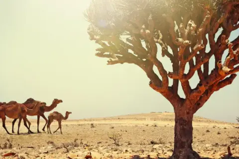 Oman kiedy jechać: najlepszy czas na niezapomniane wakacje