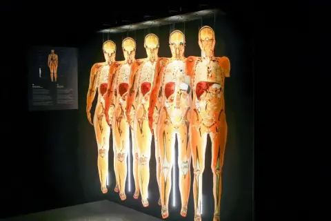 Wystawa Body Worlds Wrocław: pięć ludzkich ciał w przekroju, ukazujących narządy i kości, wiszących w ciemności.