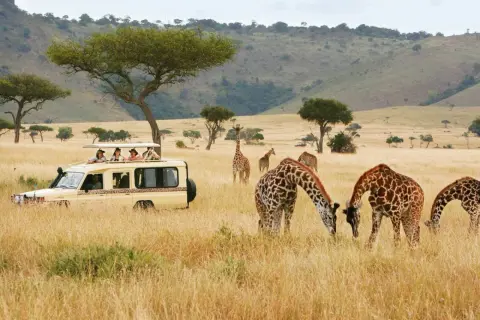 Niesamowite **kenia safari**: żyrafy pasące się na sawannie, a w tle samochód terenowy z turystami.