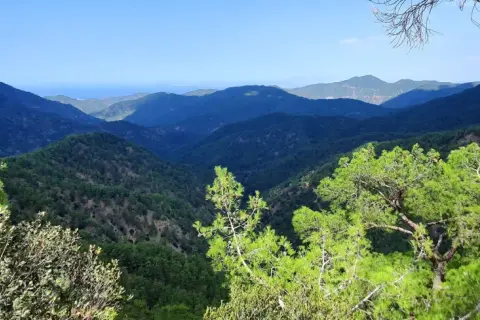 Malowniczy widok na góry Troodos, porośnięte sosnami i drzewami oliwnymi, z błękitnym niebem w tle.