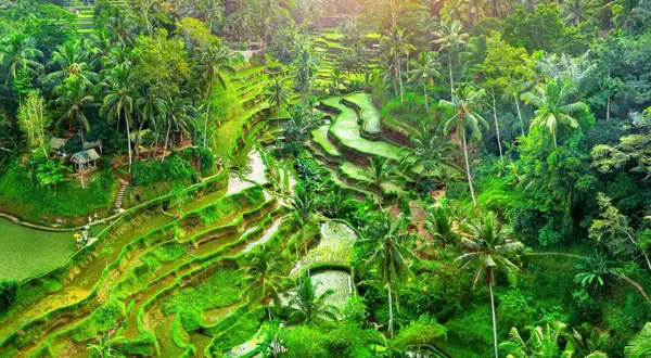 Tarasy ryżowe na Bali, Indonezja. Zielone pola ryżowe, palmy i bujna roślinność. To miejsce odzwierciedla głęboko zakorzenioną indonezyjską religię i tradycje.