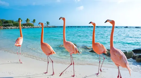 Różowe flamingi spacerują po piaszczystej plaży na wyspie Aruba. Błękitna woda i palmy tworzą rajski krajobraz.