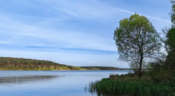 Spokojne **jezioro Chańcza** otoczone lasem, z samotnym drzewem na brzegu i błękitnym niebem z chmurami.