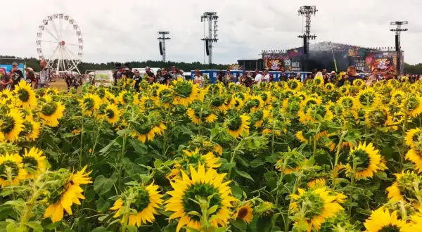 Pole słoneczników przed sceną festiwalową Woodstock. W tle wesołe miasteczko i tłum ludzi.