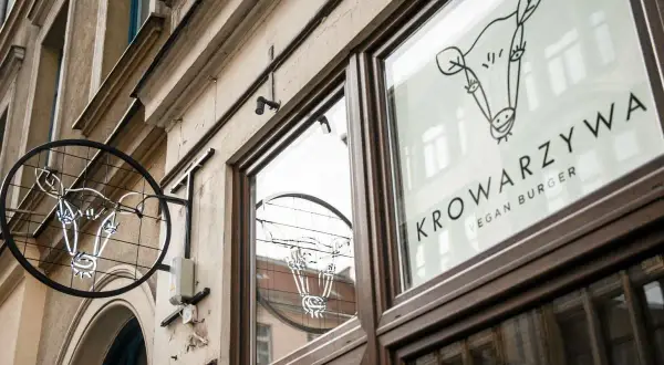 Neonowy znak i logo na szybie lokalu Krowarzywa. Wesoła krowa zaprasza na wegańskie burgery.