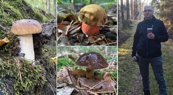 Gdzie na grzyby Szczecin? Odkryj najlepsze miejsca na grzybobranie