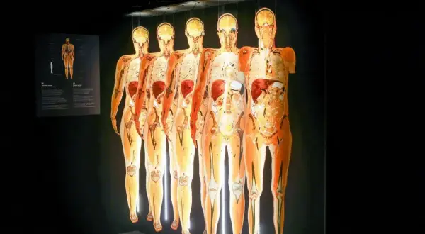 Wystawa Body Worlds Wrocław: pięć ludzkich ciał w przekroju, ukazujących narządy i kości, wiszących w ciemności.