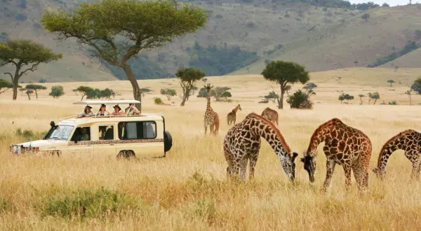 Niesamowite **kenia safari**: żyrafy pasące się na sawannie, a w tle samochód terenowy z turystami.