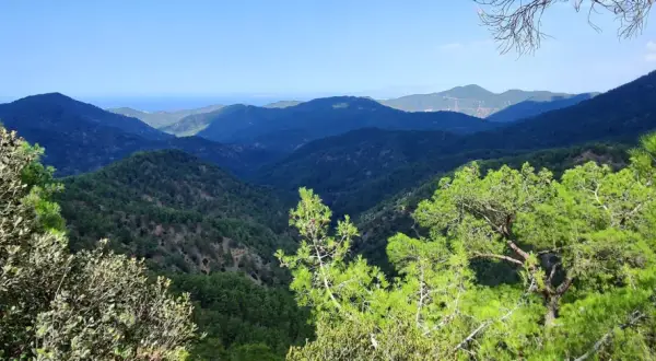 Malowniczy widok na góry Troodos, porośnięte sosnami i drzewami oliwnymi, z błękitnym niebem w tle.