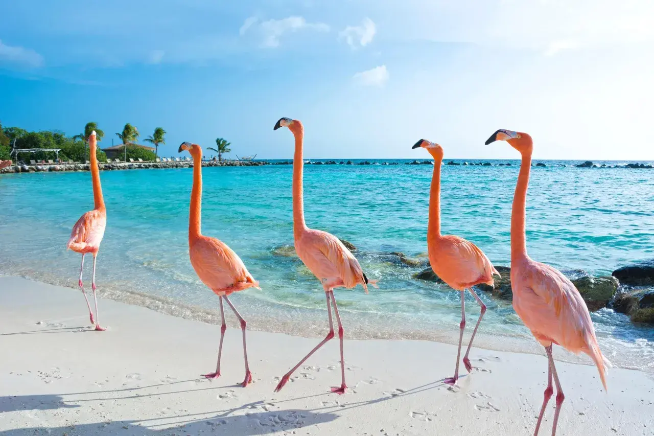 Różowe flamingi spacerują po piaszczystej plaży na wyspie Aruba. Błękitna woda i palmy tworzą rajski krajobraz.