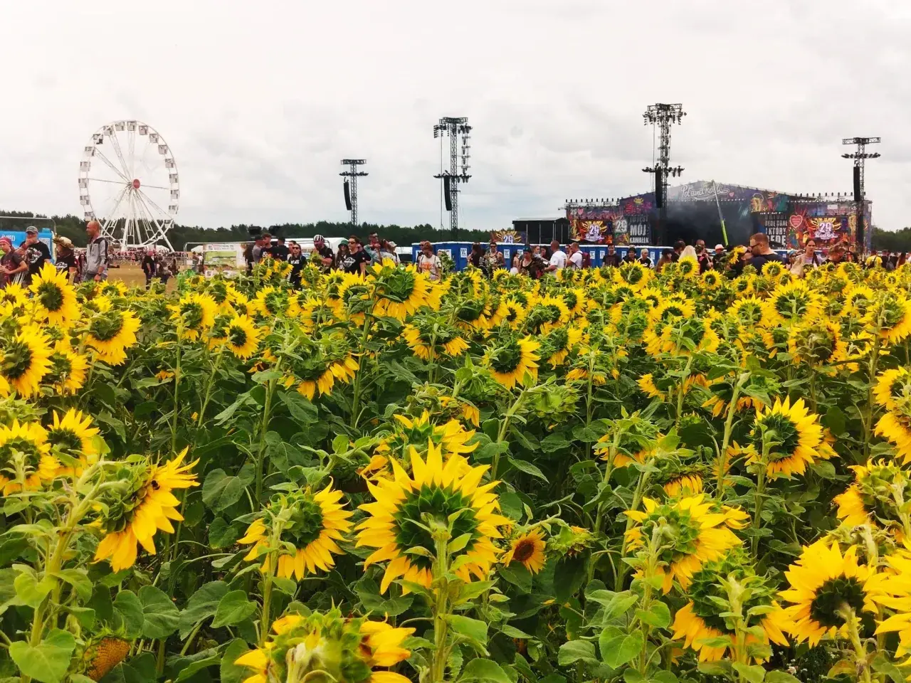 Pole słoneczników przed sceną festiwalową Woodstock. W tle wesołe miasteczko i tłum ludzi.
