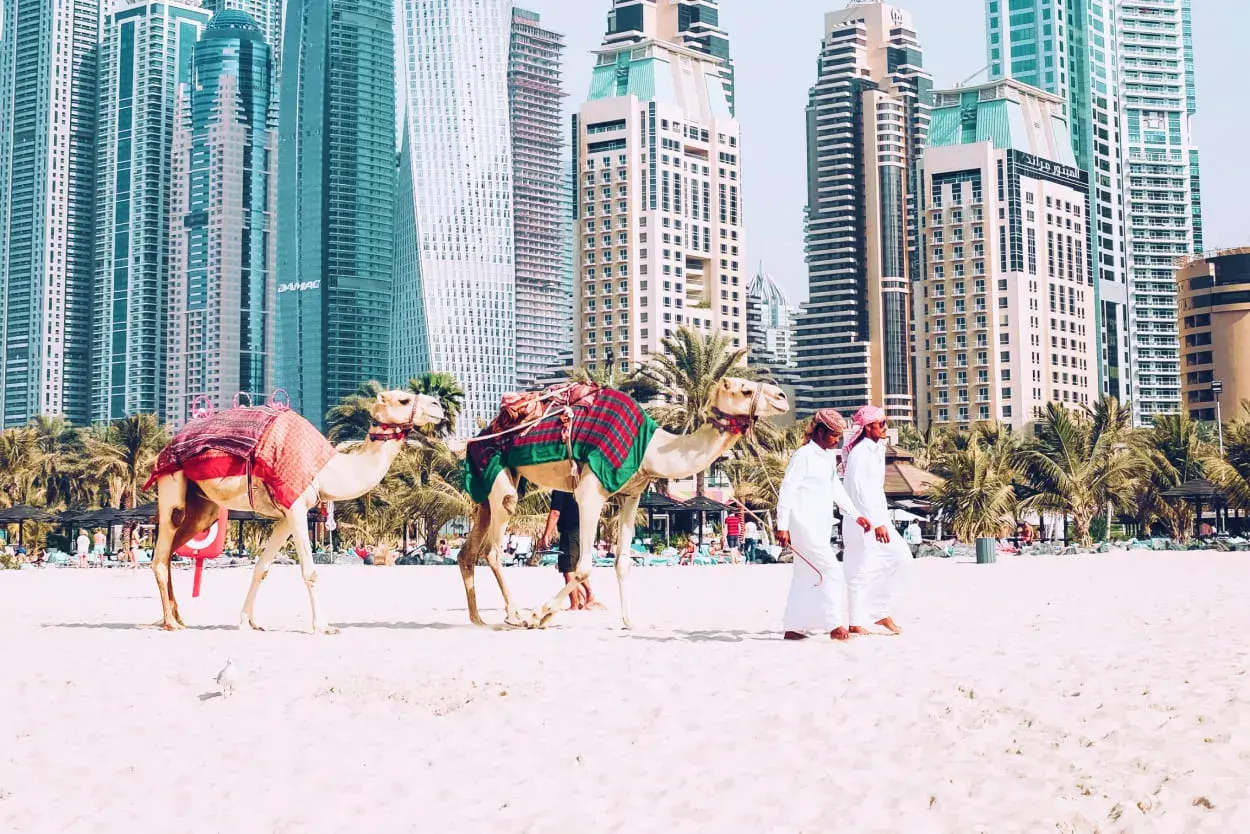 Dwa wielbłądy na plaży w Dubaju, z dwoma mężczyznami w tradycyjnych strojach. Zastanawiasz się, ile się leci do Dubaju?