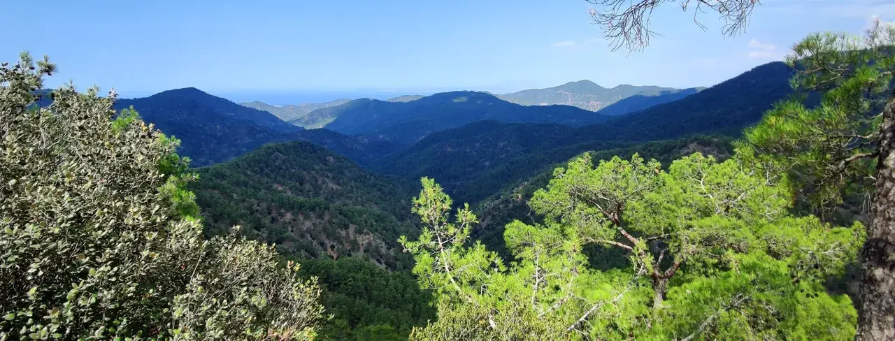 Malowniczy widok na góry Troodos, porośnięte sosnami i drzewami oliwnymi, z błękitnym niebem w tle.