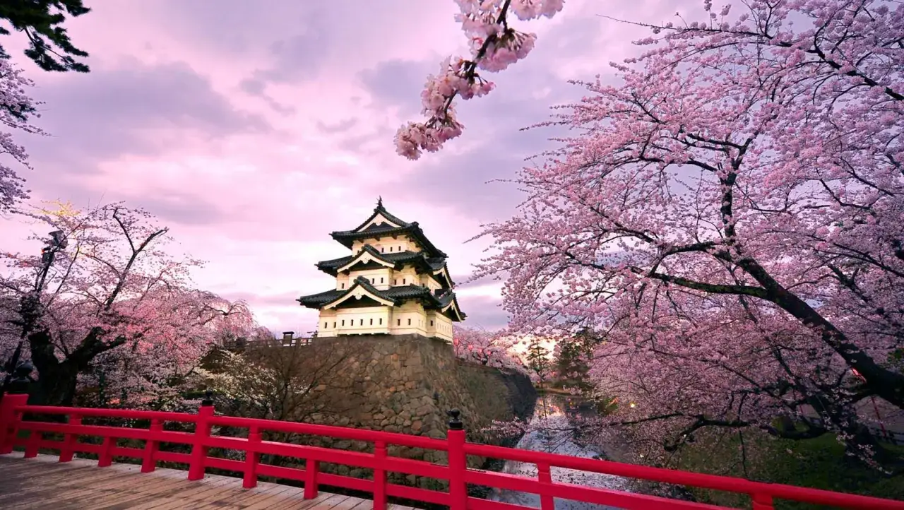 Piękny zamek otoczony kwitnącą wiśnią, idealne miejsce na wycieczkę do Japonii. Czerwony most dodaje uroku.