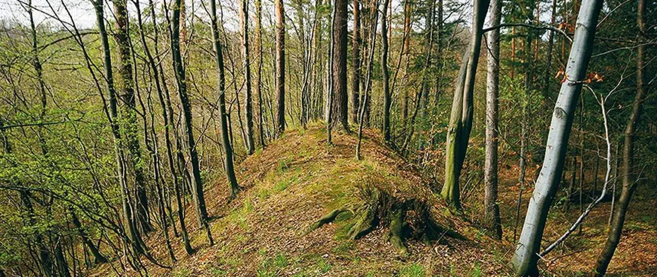 Leśne grodzisko porośnięte trawą i mchem, z widocznymi pozostałościami wałów obronnych.