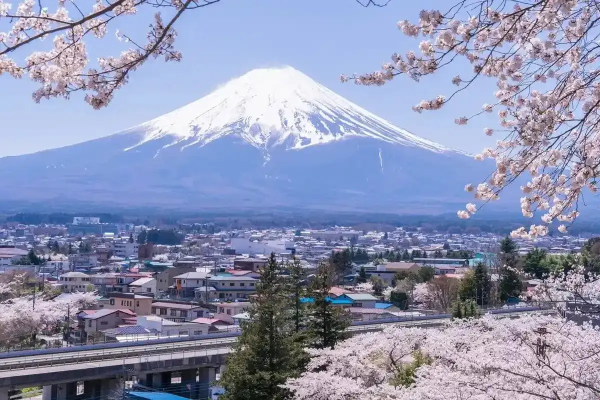 Wiosenna wycieczka do Japonii: kwitnące wiśnie i majestatyczna góra Fudżi nad miasteczkiem.