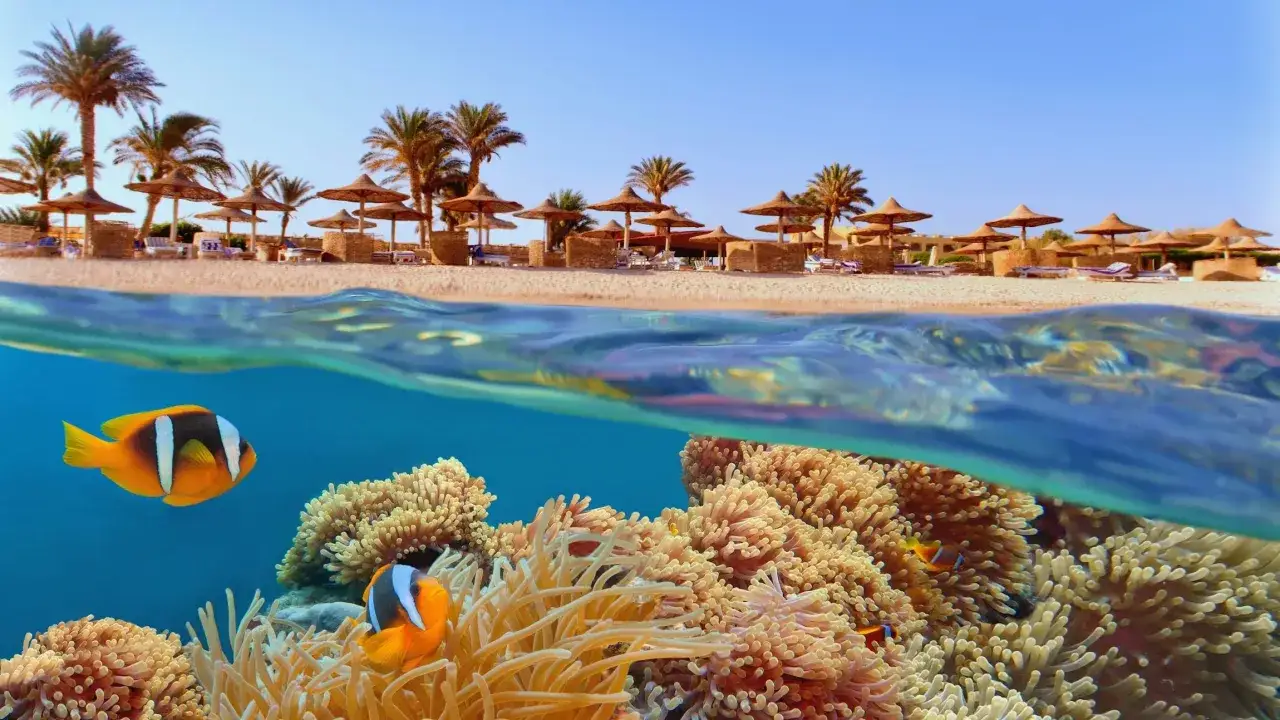 Podwodny świat Sharm El Luli: błazenki wśród koralowców i palmy na plaży. Rajskie wakacje.