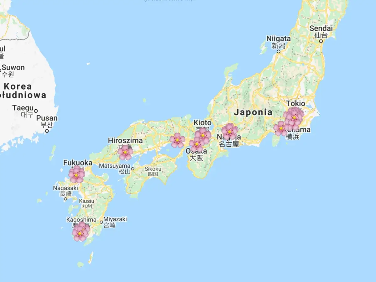 Mapa Japonii z zaznaczonymi miejscami, gdzie kwitną wiśnie. Różowe kwiaty symbolizują kwitnące drzewa.