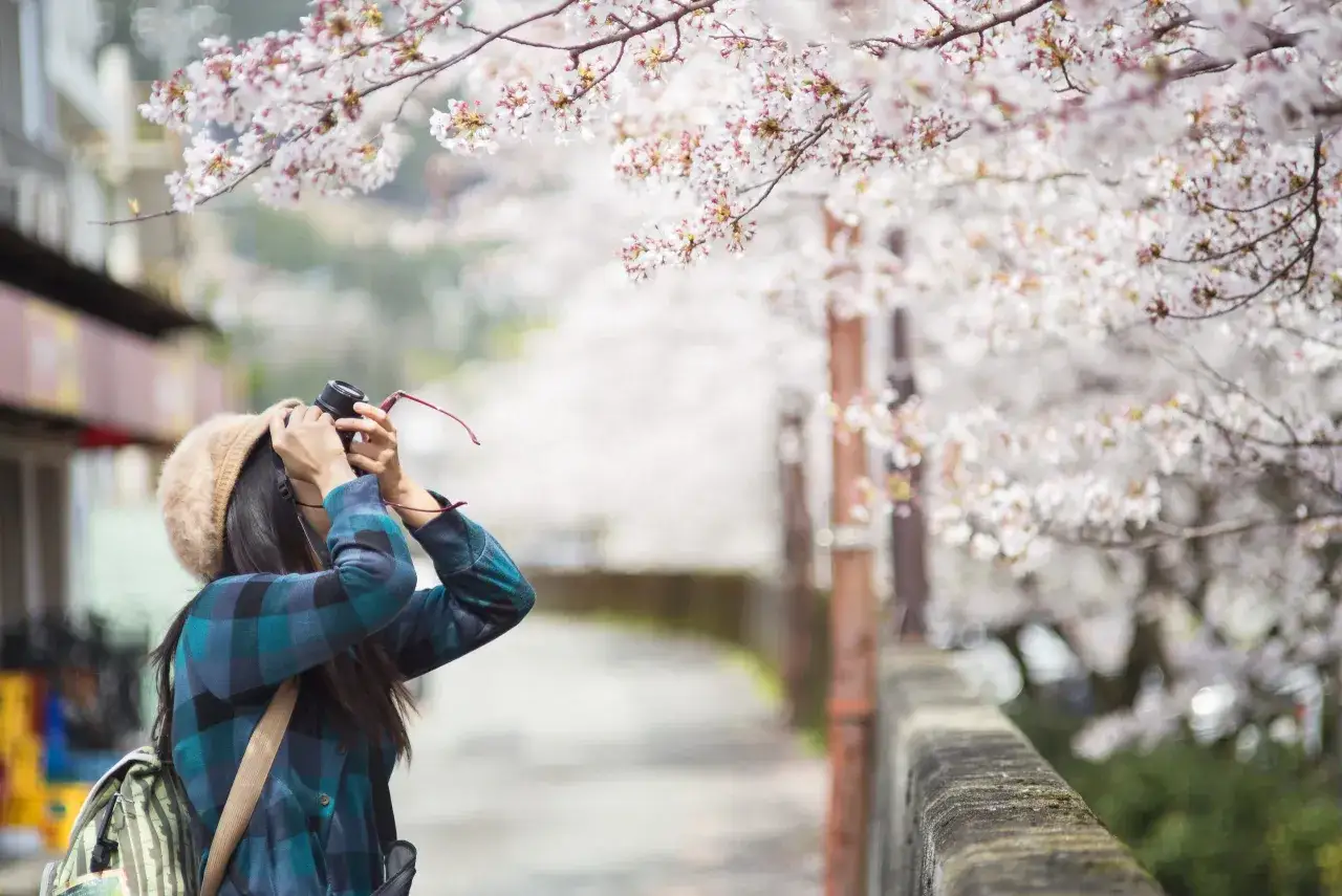 Kobieta w czapce i kratowanej koszuli robi zdjęcie kwitnącej wiśni. Zastanawia się, czy do Japonii potrzebna jest wiza, by podziwiać takie widoki.