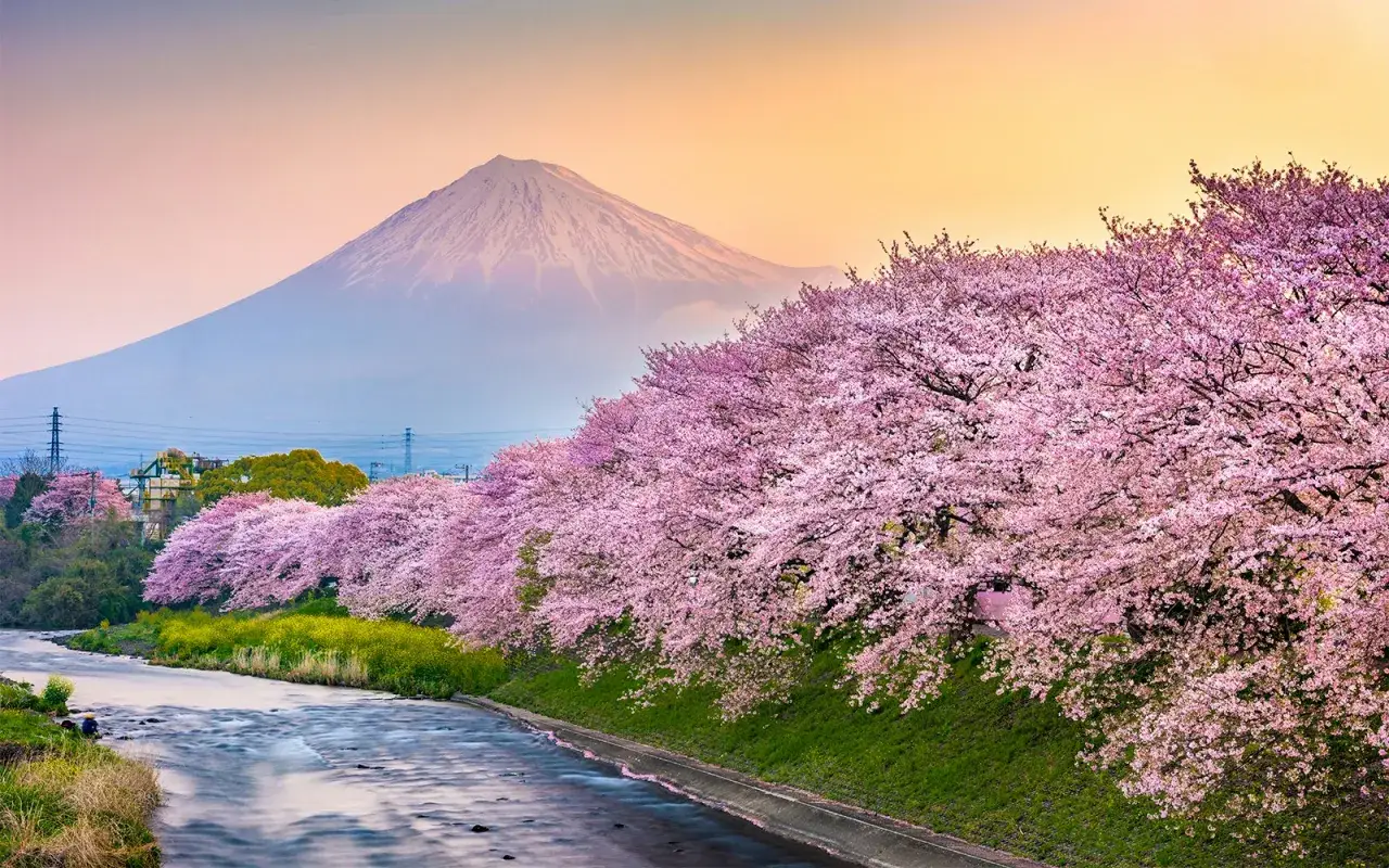 Kwiaty wiśni nad rzeką, z majestatycznym Fudżi w tle. Idealna wycieczka do Japonii.