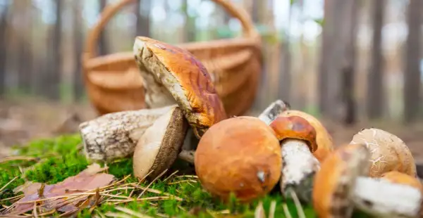 Gdzie na grzyby z noclegiem? Odkryj najlepsze miejsca na wypoczynek