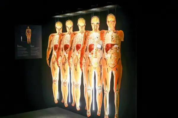 Wystawa Body Worlds Wrocław: pięć ludzkich ciał w przekroju, ukazujących narządy i kości, wiszących w ciemności.