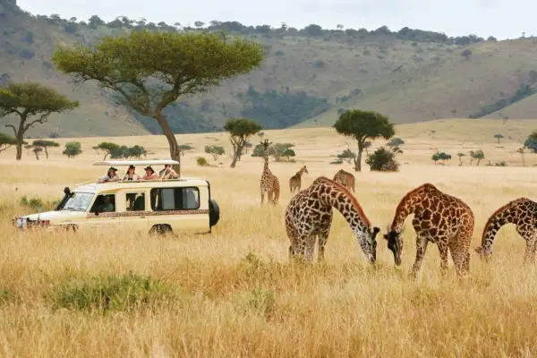 Niesamowite **kenia safari**: żyrafy pasące się na sawannie, a w tle samochód terenowy z turystami.